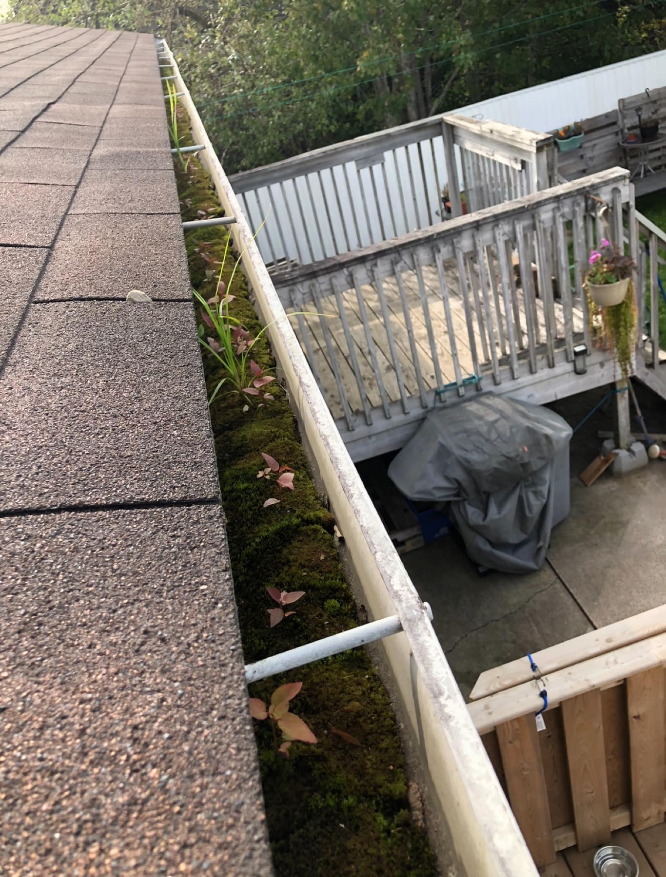 A gutter run full of moss and debris, before cleaning